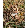 Charlie le guépard peluche de 40 cm