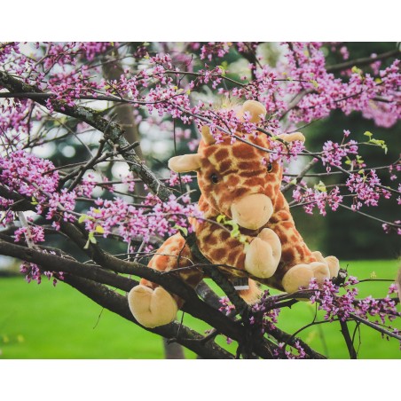 Peluche à remplir Girafe 40 cm – Rembourrage, cœur et certificat inclus – The Bear Factory