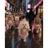 lucky-yoyo-roze-hart-knuffel-ld5101.png